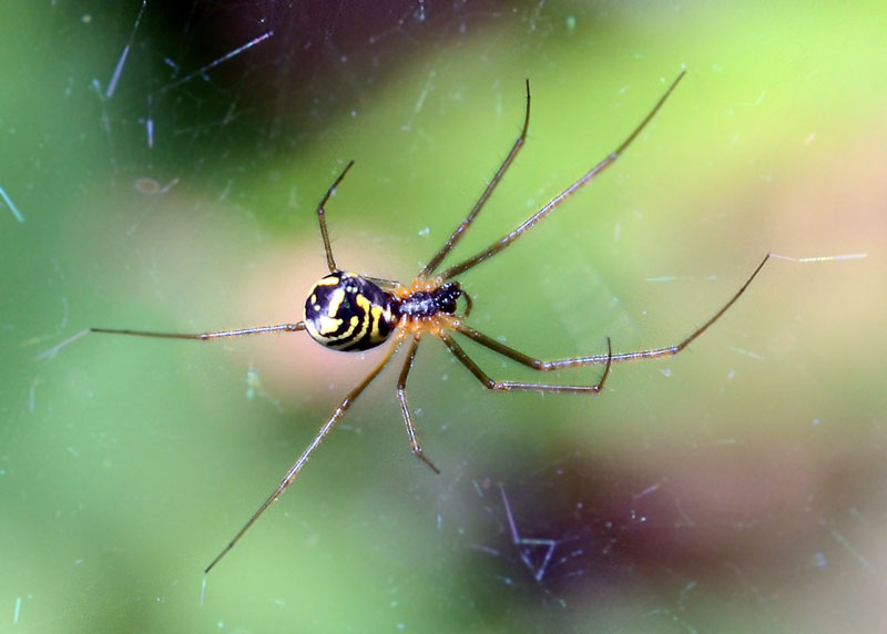 Neriene radiata  -  L''Aquila